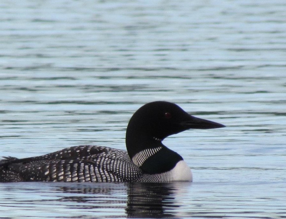 Loon