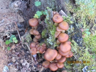 wild mushrooms