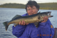 30.5 Lake Ogas Walleye